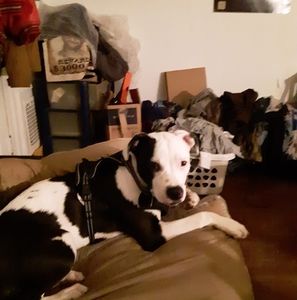 Meet your Posher, Dakota